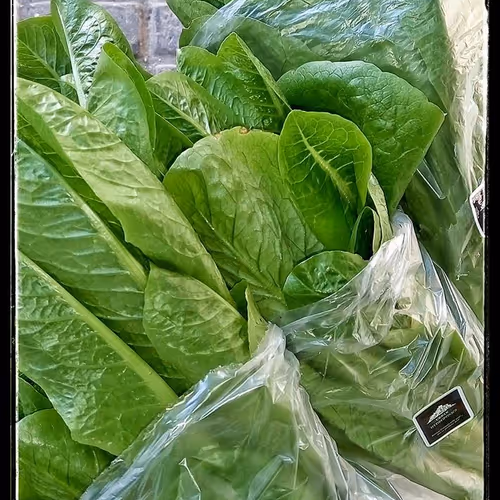 fresh lettuce