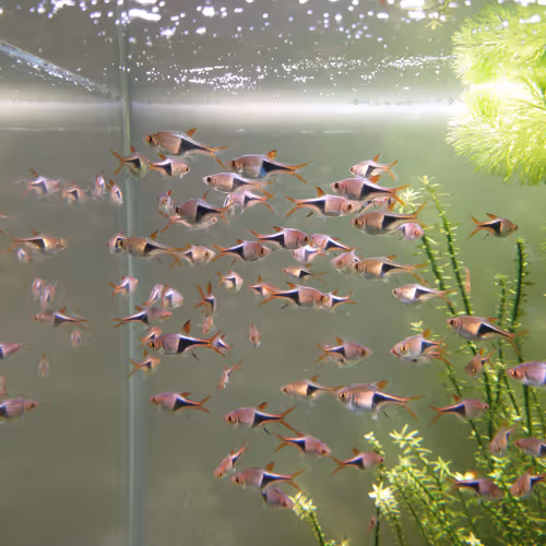 Rasbora
