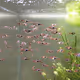 Rasbora
