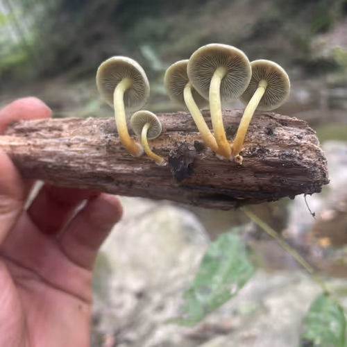 Nature