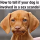 Dog Sex Scandal