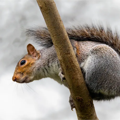 Cyril the Squirrel