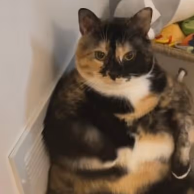 meow cabal