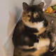meow cabal