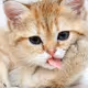 cat base