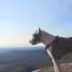 Overlooking