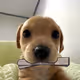 Dogs
