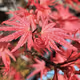 Red Leaf 🍀