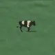 Ox Running