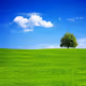 Grassland