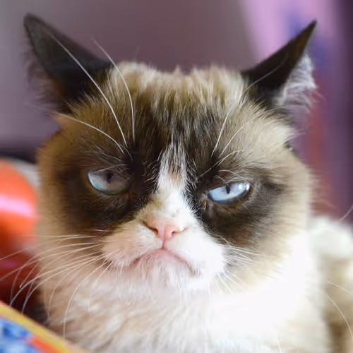 Sad Cat