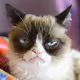 Sad Cat