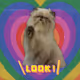 Cute Kitty Meow
