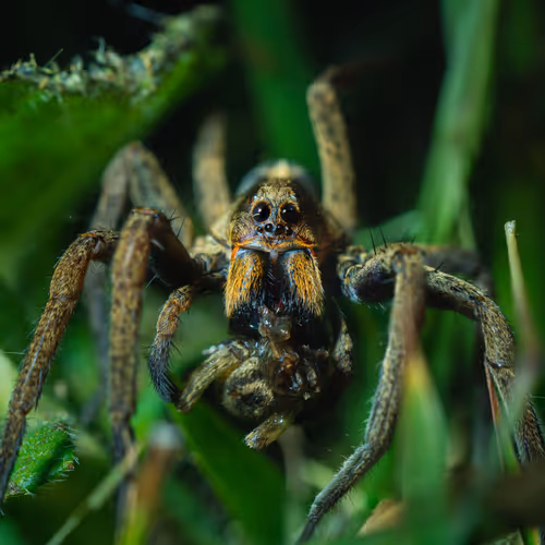 Gray Spider
