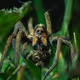 Gray Spider