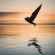 Flight into the Horizon