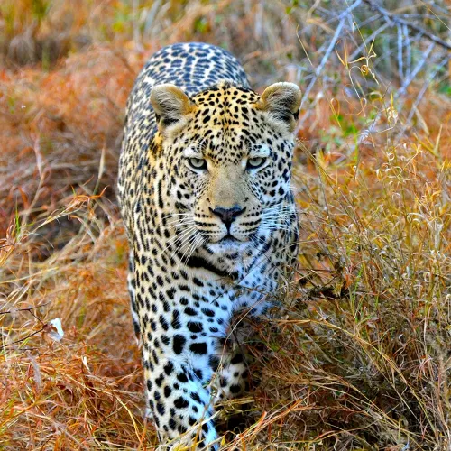 Leopard