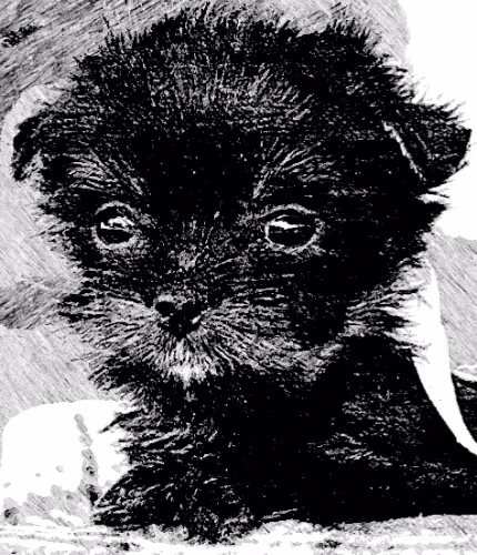 Baby Cat