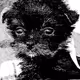 Baby Cat