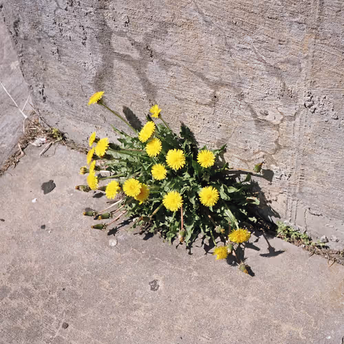 Nothing But Flowers