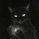 Dark Wizzard