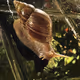 Snail crawling on Mount Fuji