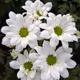 White Serenity