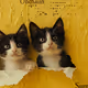 Onchain Summer cats