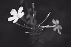 BW FLOWER