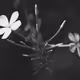 BW FLOWER