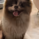 Doggo