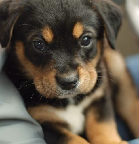 Puppy