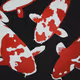 Koi Zen