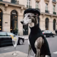 Crypto DOG