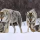 Wolves
