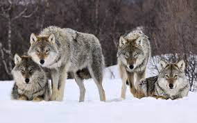 Wolves