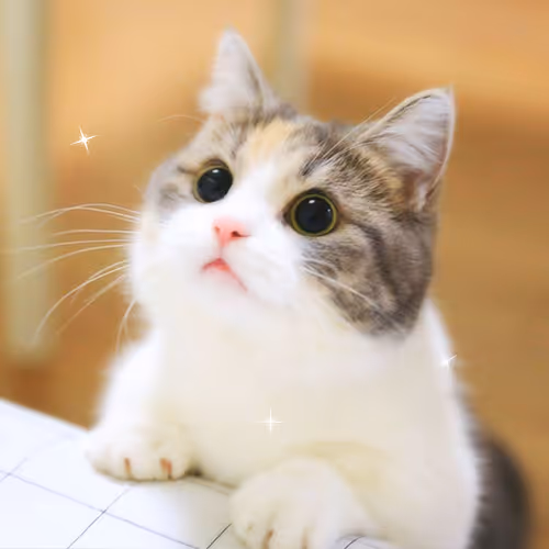 Mr. Cat