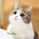 Mr. Cat