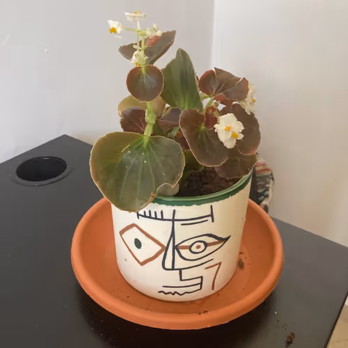 NFPlant - TEST