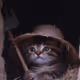 work-cat