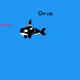 Orca on Base
