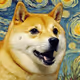 Starry Doge