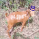 got goat