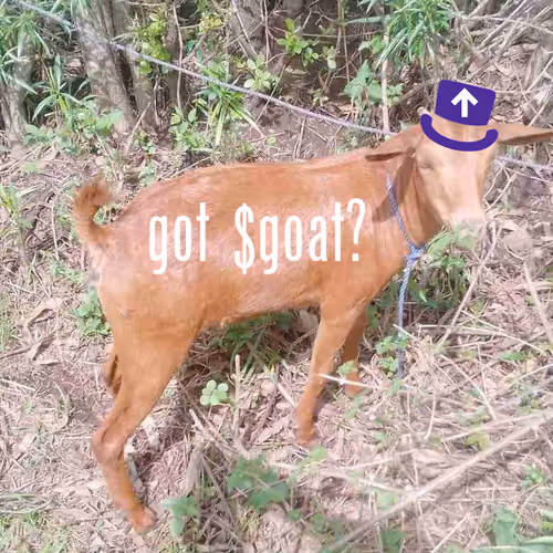 got goat