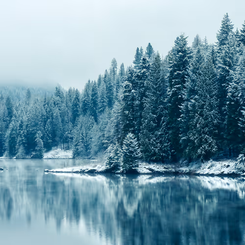 sheeby