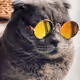 memecoin