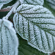 Frosted Leaves