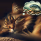 Tika Meowsala
