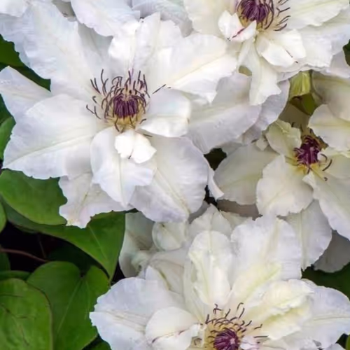 CLEMATIS