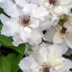 CLEMATIS